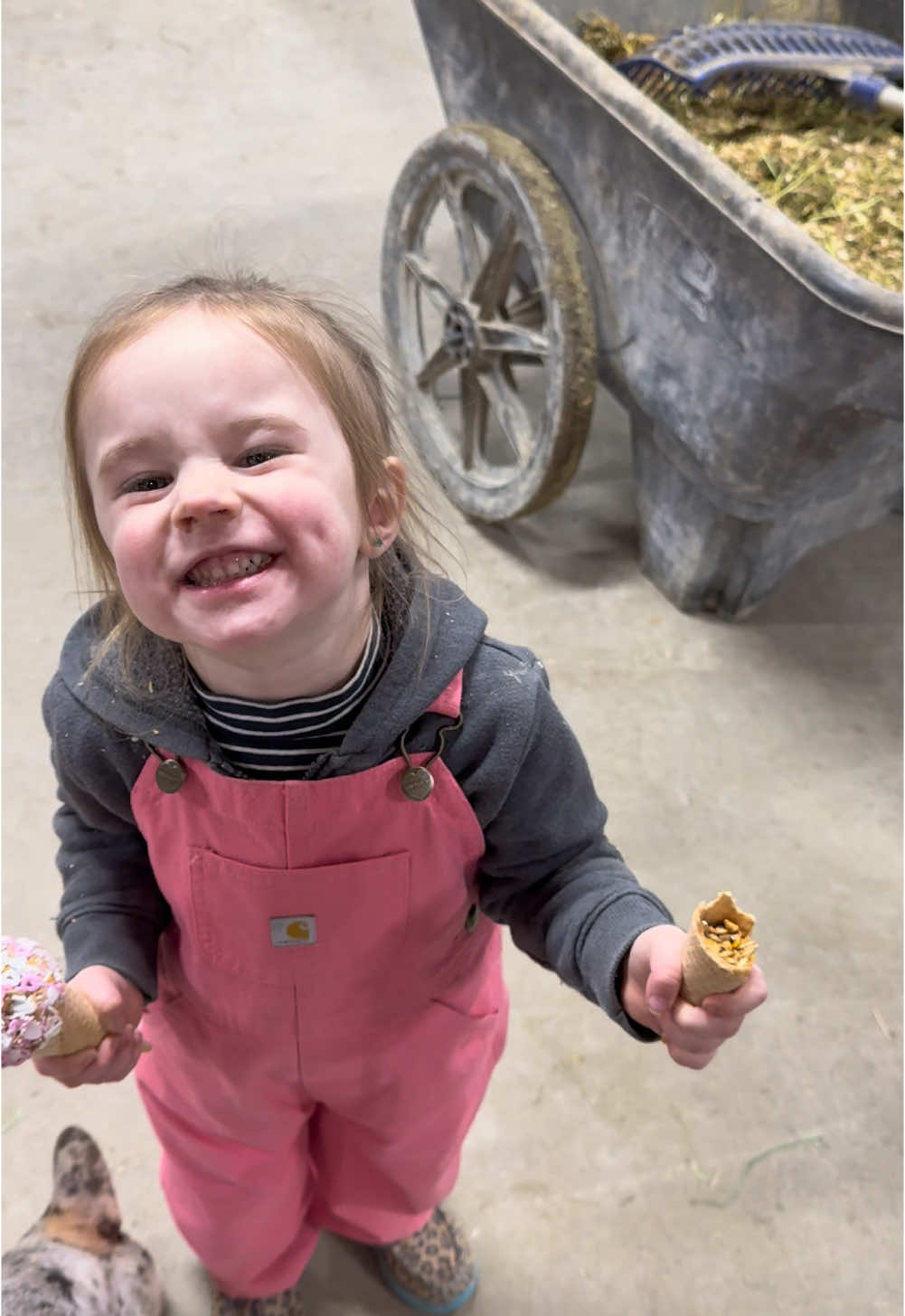 Sharing is caring right? #viral #horsesoftiktok #horse #barnlifeisthebestlife #toddlersoftiktok #farmlifeisthebestlife #farmlife #fyp #toddlermom #horsetok #blessed 