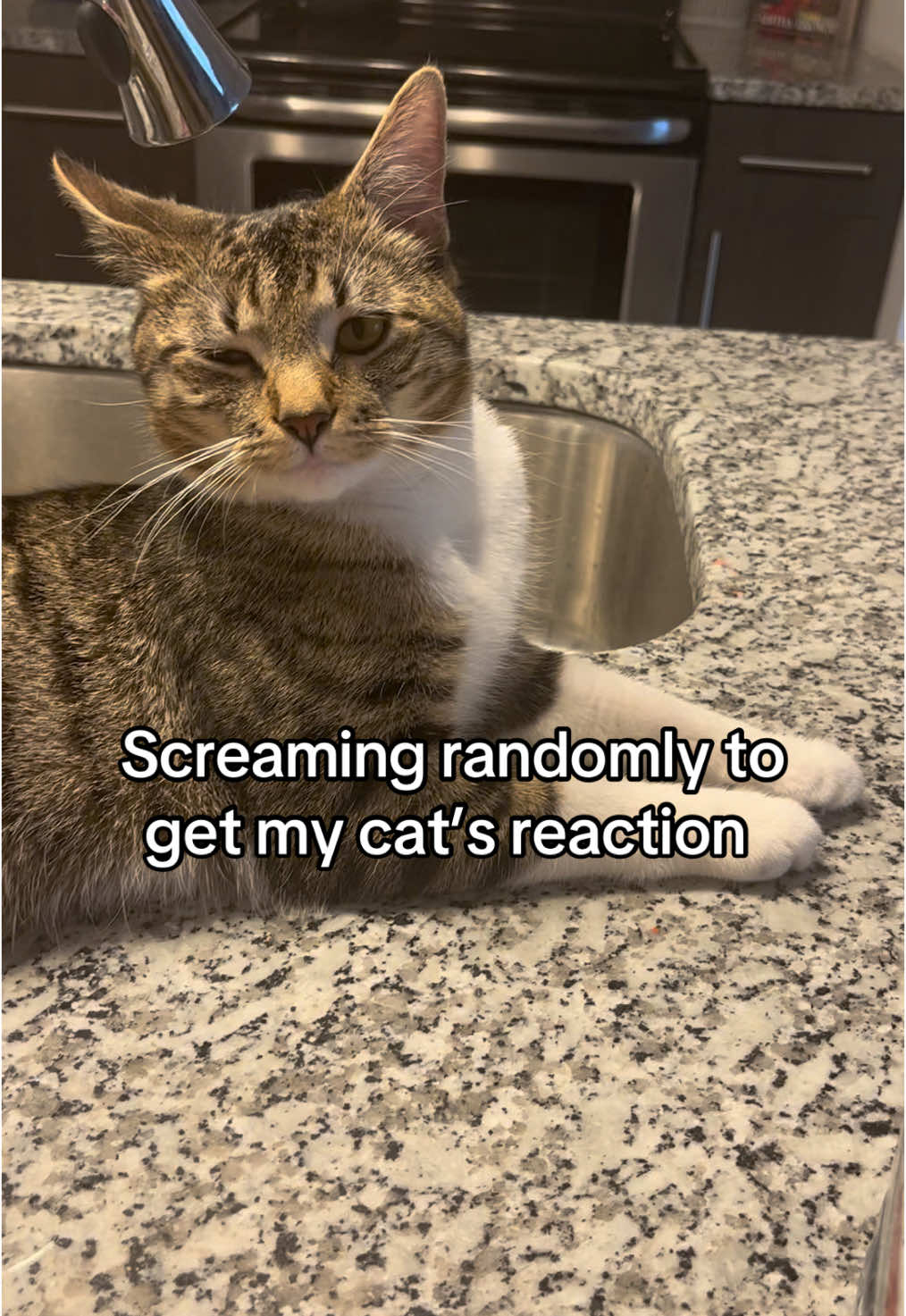 😂😂😂😭 #catsoftiktok #viralvideo #fyp 