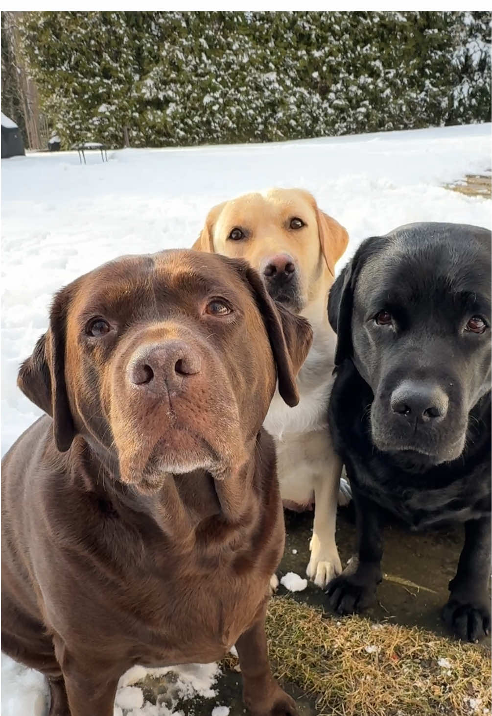Always one kiss from Bleu to you!😘🖤💛🤎#kiss #Love #loveyou #lab #iloveyou #ilovemydog #labradorretriever #snow #dogs #joy #blessed 