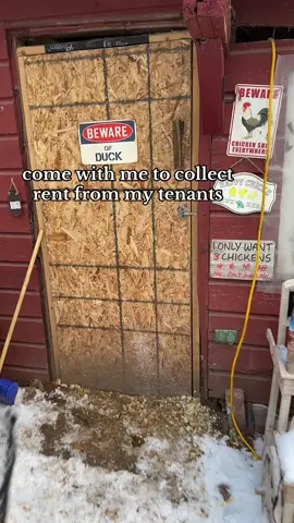 rent might have an overdue balance but due to the weather/conditions ill give them the benefit of the doubt! :) #fyp #chickens #chickencoop #eggcollecting #farmstand #homesteading #eggshortage 