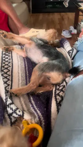 So disobedient!  #KickinKilo #yorkie #dogsoftiktok 