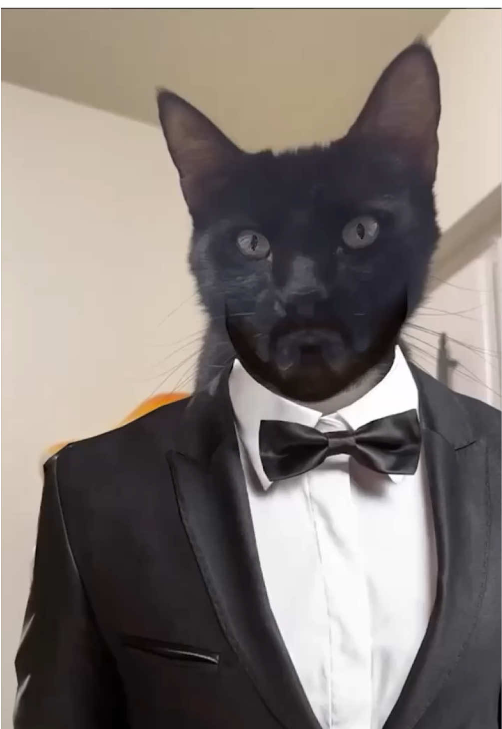 therapist car #larry #evillarry #catmemes #evilburga #chillcatguy #catsoftiktok #dankmemes #scarieststories #offlain 