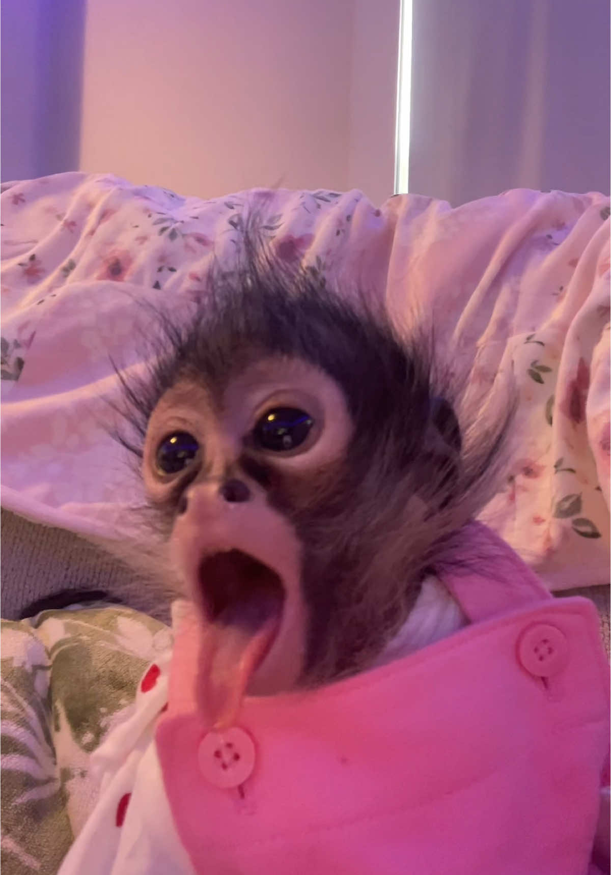 Flashed by a yawn#monkeysoftiktok #monkey #monkeybaby #babymonkey #baby #cute #animalsoftiktok #animals #cutie #fypシ #fyp #
