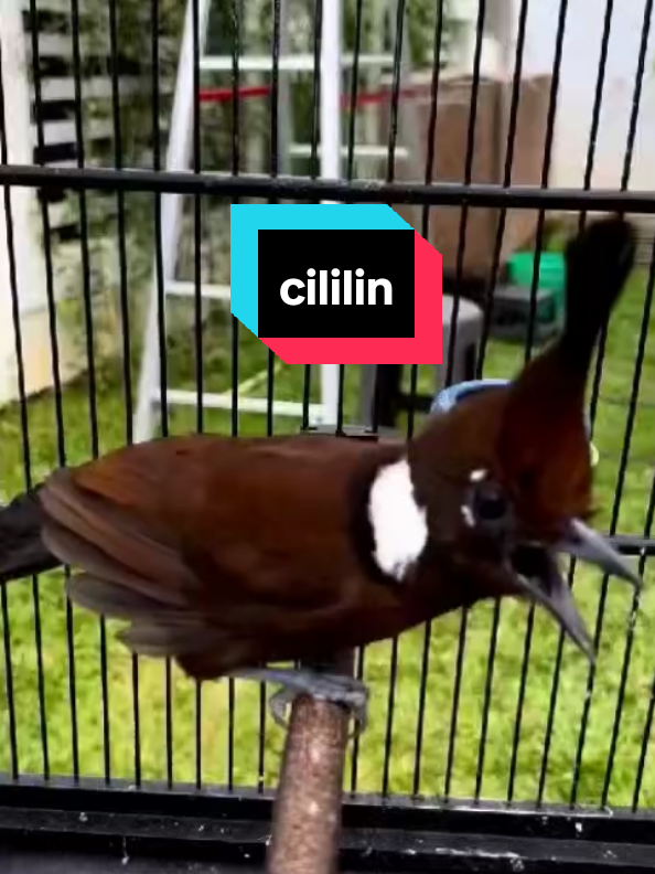 cililin jernih panjang gacor #cililin #cililingacoran #cililincoklat #burungmasteran #burungmasteranmewah 