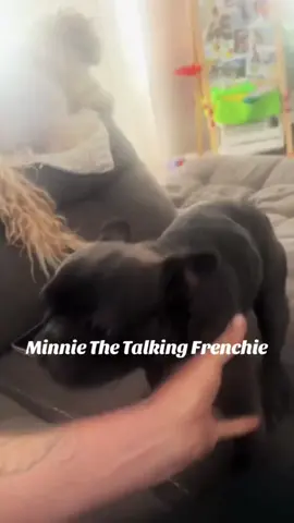 Dog can understand English #dog #pet #animals #foyou #funnyvideos 