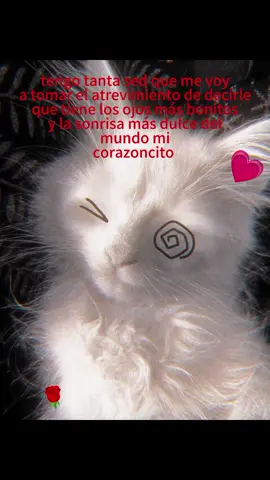 waaaaa💗💗💗#gatos #textorojo #paradedicar #amor #videosdeamor #parejas #amoaminovia #CapCut 