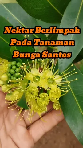 Nektar Berlimpah Pada Tanaman Bunga Santos Kuning #bungasantoslemon #bungasantoskuning 
