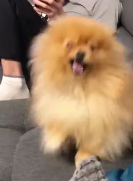 Dog sneeze #funnyvideos #dogsoftiktok #doglover #puppy #fypシ #doglife #usa_tiktok 