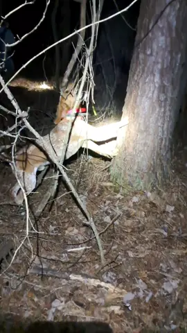 My boy Huckleberry! #englishcoonhound  #coonhuntin 