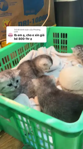 Trả lời @Phương Linh #mèorẻnè #meoxinh #mèoanhlôngngắn😍 