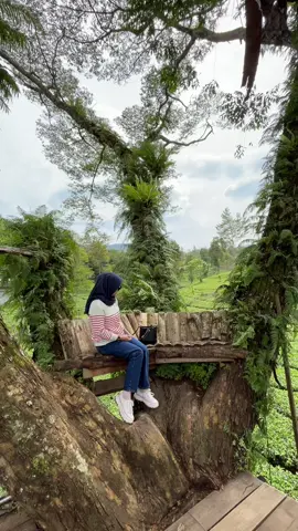Tim yg suka main ke alam sini ngumpuuuul 🫵😍🍃🧚 📍Rumah Peri Kebun Teh Tambi #wisataalam #kebunteh #kebuntehtambi #rumahperi 