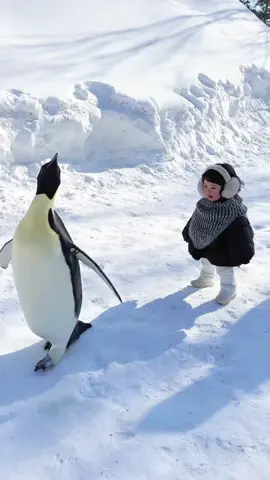 When cute baby encounters cute penguins... #animals #funnyvideo #cute