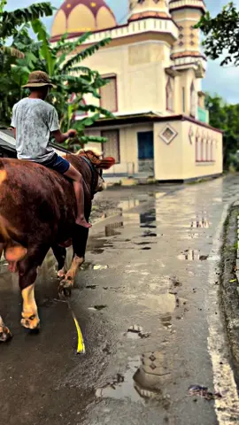 #CapCut #xybca #peternakmuda #100k #fypシ #peternaksapiindonesia #simental #sobatngaret 