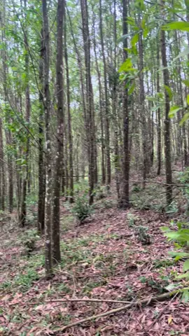 25 hecta keo cây 6 năm. Khu vực An Khê Gia Lai. Em cần công khoán ạ #xuhuong #rung 