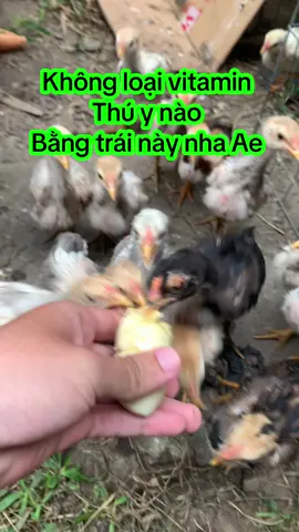 Vitamin chuối #gadamientay🐓#xuhuongtiktok#gabuom#gabong#gachienvietnam