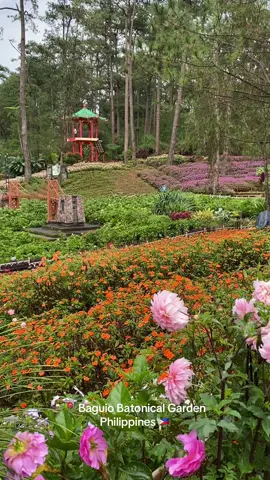 Breathtaking flower field in the Philippines 🇵🇭🌸🌺 #Baguio #Philippines #BotanicalGarden #Flower #Tourism #Cordillera #Panagbenga2025 