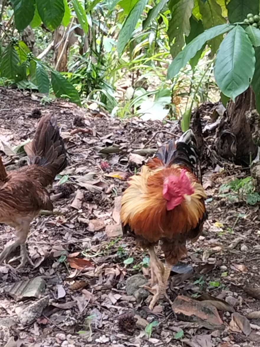 Ayam jago jalu panjang #jaluayam #ayamberkokok #pecintaayam #pecintaayam #ayamjago #ayamkampungsuper #jagomerah #ayamindonesia 