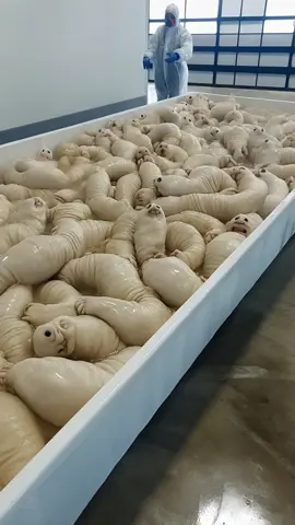 極秘培養施設　Top secret cultivation facility　#monster #mystery #horror #culture #secret #都市伝説 #ai #interesting #topsecret