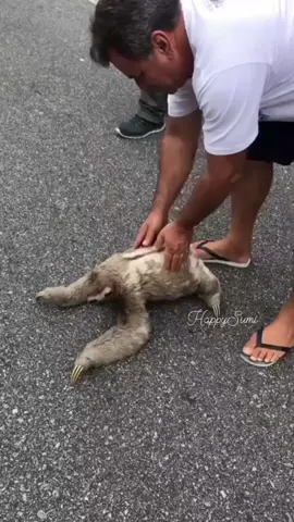 Don_t Help The Sloth. #fyp #LearnOnTikTok #viralvideo #foryou #new #amazing #fact #factflare #factocean #interesting #information #viral #video #forypupage 