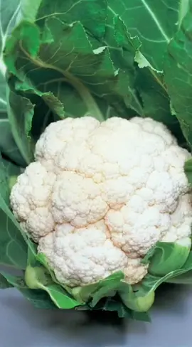 When nature plays tricks on us! 🌿🐶 Is it a broccoli or a puppy? 🤔💕 #magichourai #madewithmagichour #magichourillusions #cute #animals #cuteanimals #dog #broccoli #fypシ #transformation #viraltiktok #trending #aigenerated #aivideo #ai 