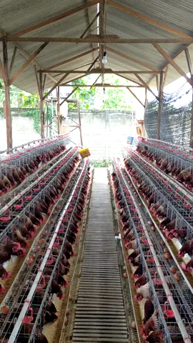 #trending #farm #peternakmuda #ayampetelur #peternakmilenial #foryou #fyp 