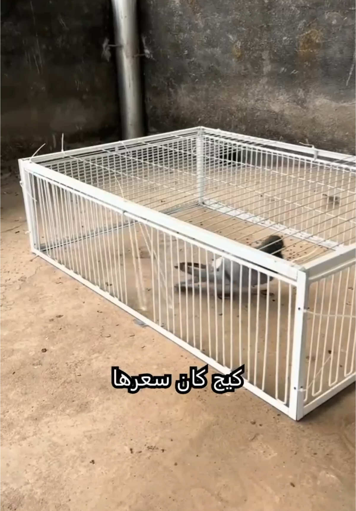 تم توفير المصيدة من جديد والكمية محدودة، للطلب عن طريق رابط المتجر بالوصف، #foryou #foryoupage #explore #explorepage #fyp #الشعب_الصيني_ماله_حل😂😂 #السعودية🇸🇦 #السعودية #غازي #ابوحصه_ابوعجيب #الرياض #جدة #الطايف #المدينه_المنورة #الدمام_الخبر_الشرقيه_الاحساء_الهفوف #مكة #حمام #طيور #حيوانات #ابوحصه #اكسبلور #اكسبلورexplore #اكسبلوررر #اكسبلور_فولو #مالي_خلق_احط_هاشتاقات🧢 #مالي_خلق_احط_هاشتاقات🦦 