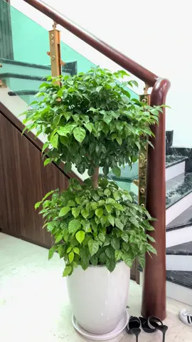 Cây hạnh phúc 2 tầng trưng trong nhà 🪴  Hạnh phúc cây hợp mệnh Mộc,Thuỷ,Thổ,Kim với ý nghĩa may mắn,hạnh phúc thu hút tài lộc ngoài ra còn cân bằng cuộc sống tiếp thêm năng lượng gia đình viên mãn😍Vào giỏ hàng hoặc ib cho Tiệm để đặt hàng ạ😍#tieucanhmini #cayphongthuy #cayhopmenh #cayhoptuoi #xh #xuhuongtiktok#cayngoaitroi #caytrongnha 