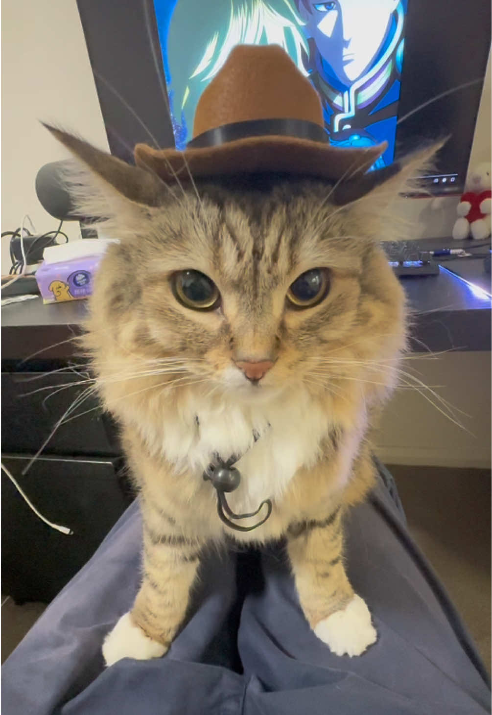 Luna the cowgirl #catsoftiktok 