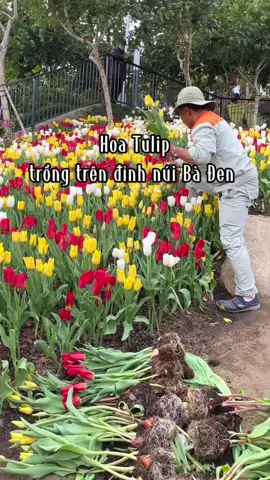 Trả lời @Hanmei  Thay hoa đẹp hàng ngày. Tranh thủ đi check in hoa Tulip trên đỉnh núi Bà Đen đi các bạn ơi! …. #tet  #tayninh  #nuibaden  #dulichtayninh  #reviewtayninh  #loanhquanhtayninh  #hoatuliptrennuibaden 