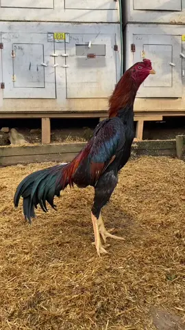 Hintin tekesi oğlum.. 🙌 #hint #horoz #hinthorozu #hinthorozları #hinthorozuask #hinthorozusevdalıları #hinthorozuaşktır #tavuk #kanatlıhayvanlar #kanatlıkümesim 