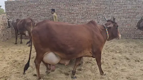 Pyaris! #Sahiwal #sahiwalcow #buffalo #cow #cholistanicattleshow #rohi #cholistanicow #cholistan #cholistani #nature  @Ali Randhawa Secretary! @Cholistani Cows Usman GILL @Dr Asif Bajwa @Sajid bukhari290hr 