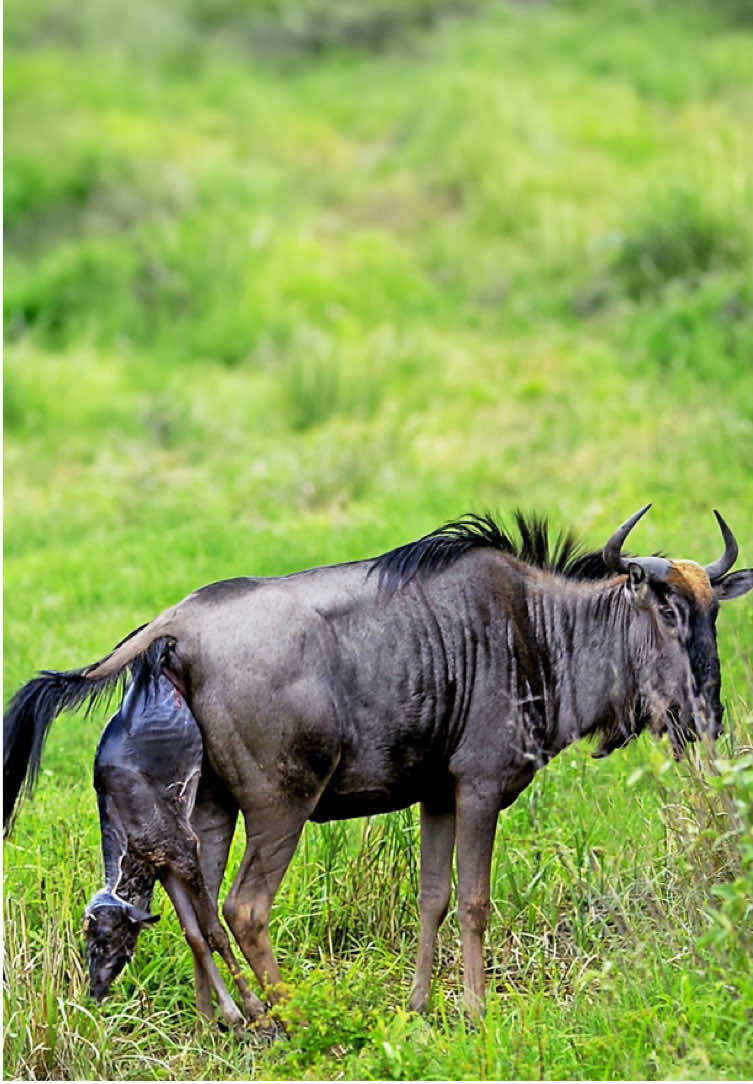 Miracle birth of a wildebeest