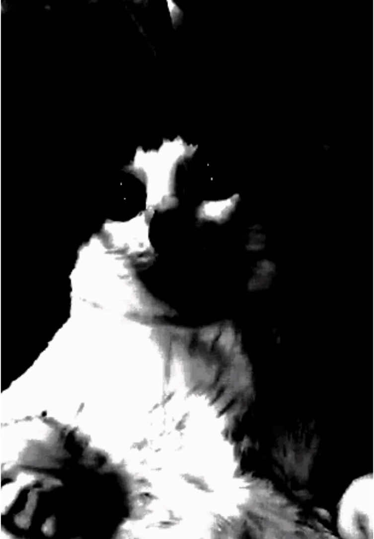 Uh… what happened to you baobao 😧😢🙁😖 i love you still tho😚💖 #unclebaobao #baobao #unc #catslover #toletole #meme #creepy #meow #vet #evilbaobao #evilcat #kitty #catsoftiktok #imscared #wtf 