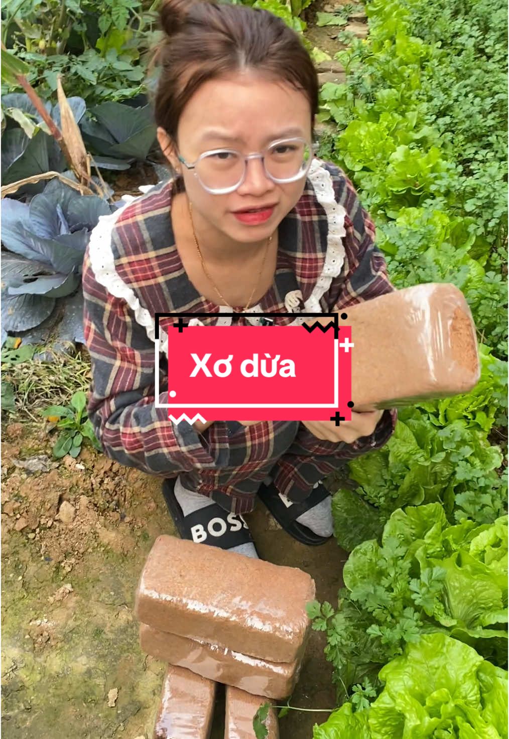 Viên nén xơ dừa