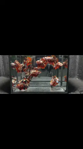 READY PARTAI RKC LANGSUNG DM AJA BOSKU🙏🙏 #cupang #livecupang #cupanghias #betta #cupangkontes #betta_lover #yellowbase #cupangrkc 