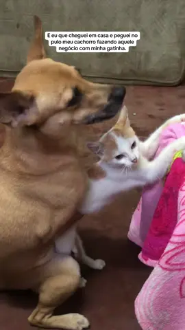 😭 #cachorro #gato #animals #veterinaria #hospital #pet #familia 