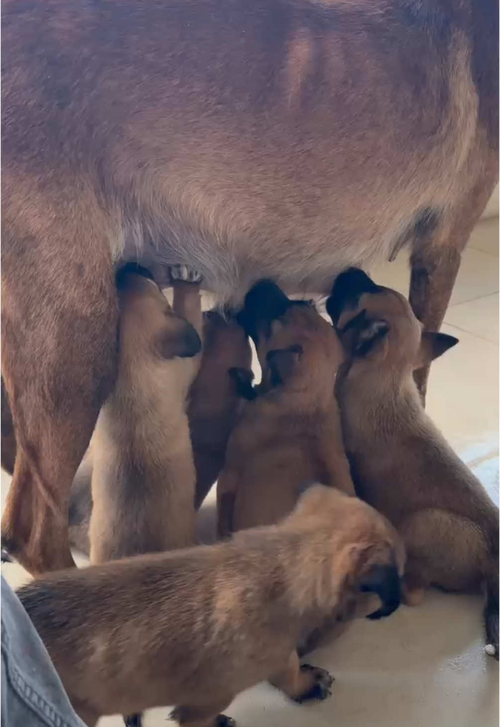 Hallo Leute! Heute gibt es einen ganz wichtigen Spendenaufruf für euch! Unsere Welpen brauchen eure Hilfe! Sie benötigen Impfungen um gesund zu bleiben! Mit einer kleinen Spende unterstützt ihr 15 Welpen in Adana und gebt ihnen die Chance auf ein gesundes und glückliches Leben☀️ Mit eurer Unterstützung können wir den Welpen helfen! Helft mit und werdet Teil von etwas ganz großem!❤️ Wir freuen uns auf eure Spenden! #dog #dogsoftiktok #do #a #great #thing #help #tierschutz #tiere  #türkei #adana #tierrettung #hundeliebe #doglover #cute #welpen #welpenliebe #dogtok #animal #türkeistraßenhunde #hilfefürstrassentiere #turkish #germany 