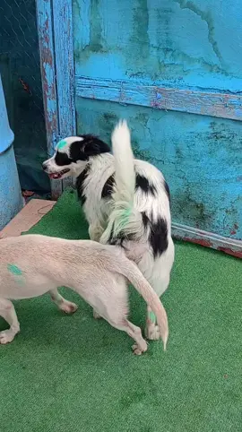 #animalmeeting #viralvideo #foryou #unfreezaccount 