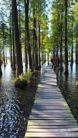 #sceneryvideos #Healing #healing #scenery #Healing landscape