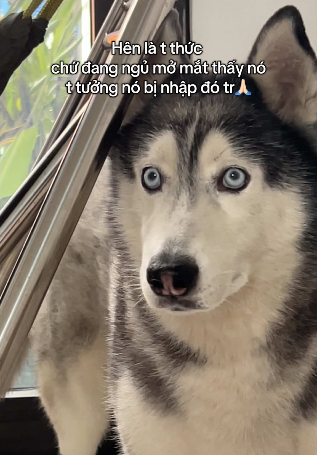 Mẹ lại con🙇🏻‍♂️ #uaconGin 