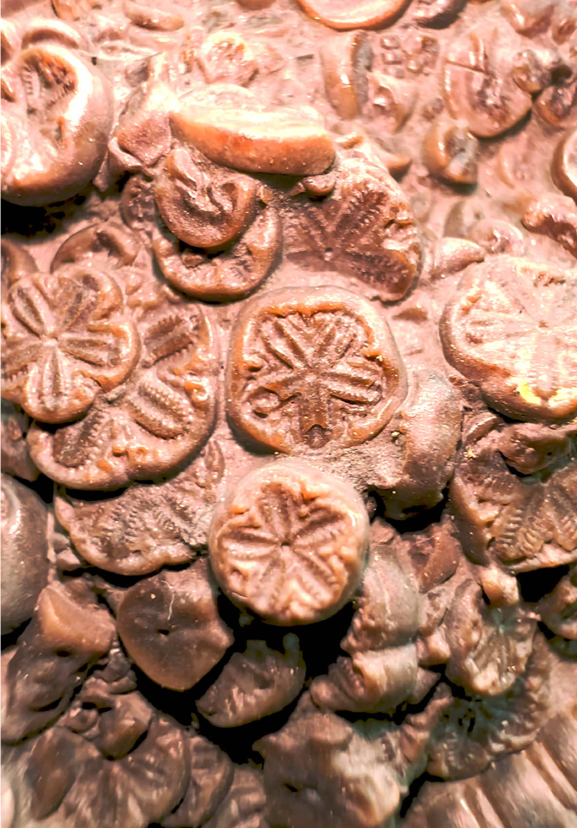 Here’s a stunning example of some fossil Crinoid we found! 😍🦕 The intricate details are truly something to behold! 🔬🏝 Thanks for supporting our page! 🐊 #natural #nature #fossil #fossils #ancient #animals #art #ammonite #ammonites #dinosaur #scientist  #minerals #paleontology #whitby #geologist #dorset #geology #charmouth #jurassic #yorkshire #fyp