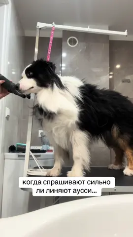 #austalianshepherd #австралийскаяовчарка #aussie #аусси #австралійськавівчарка 