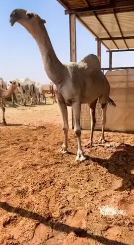 #الـوبال✔️ 