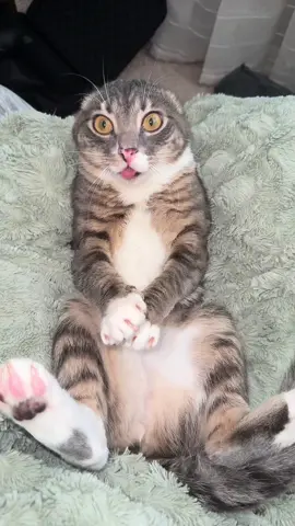 #fyp #catsoftiktok #rigbycat #blep 