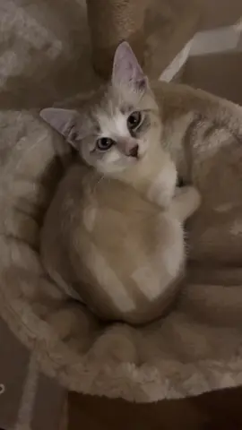 Miaouss, oui la guerre ! 😼 #pokemontiktok #pokemon #miaouss #cat 