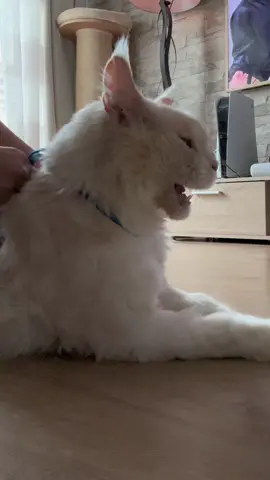 Merci de ne pas me juger ! #chat #mainecoon #humour #chatheureux #catlover 