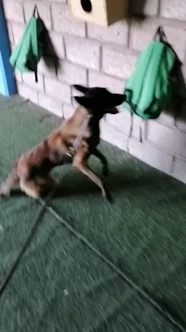 Detección #k9 