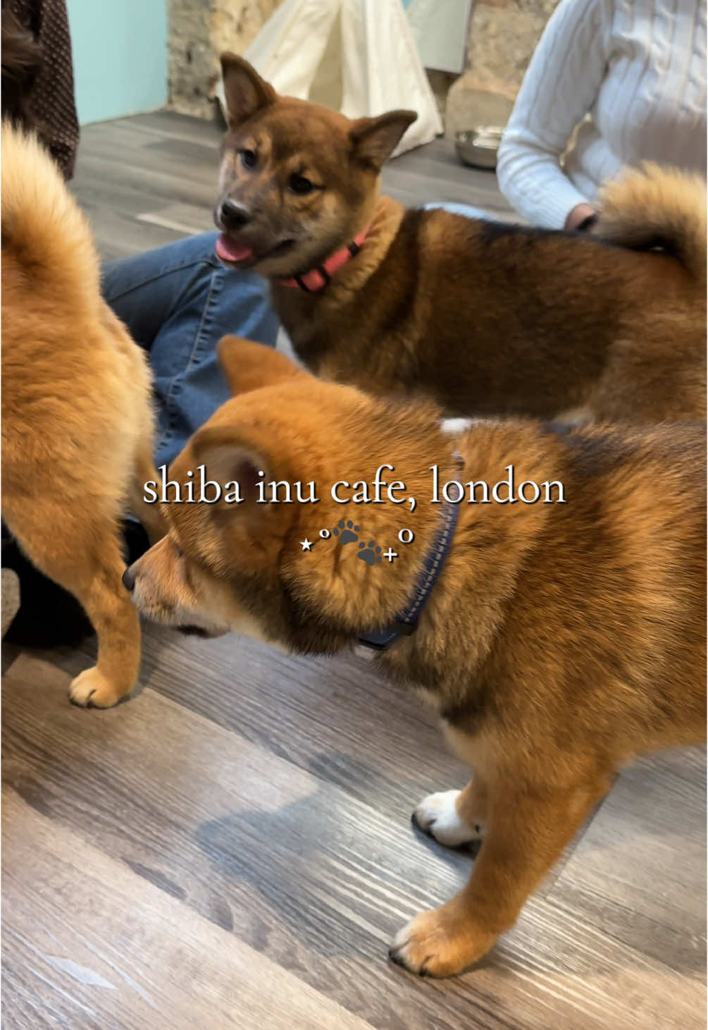 near tottenham court road! tewww cutee 🙈 #shiba #shibainu #dogcafe #shibainupuppy #london 