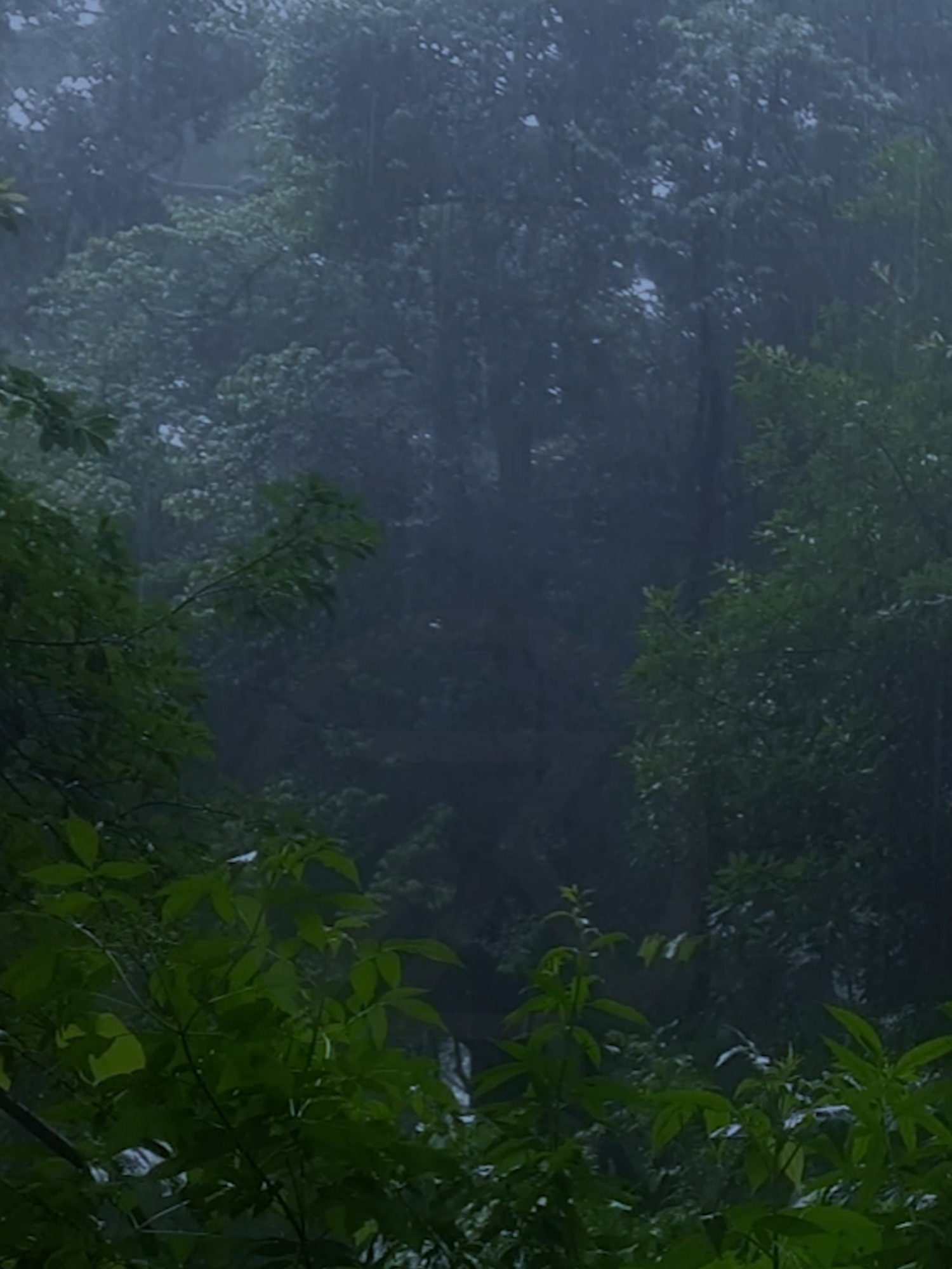 Heavy Rain and Thunder Sounds for Sleeping, Studying, Relaxation, Meditation, Healing  #rain #rainsound #rainsoundsforstudying #rainsoundsforsleep #rainsoundsasmr #rainsoundsforsleepandrelaxation #rainsoundsforsleeping #sleep #sleepmusic #musicforsleep #musicforsleeping #sleepaid #musicforthesoul #nature #naturevibes #natureza #naturelover #naturelove #naturesounds #naturesoundsforsleepandrelaxation #rainandthunder #rainandthundersounds #thunderstorm