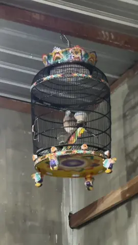 Sederhana mawon 😇🙏🏻 Konco ngopi ☕️ #fypシ #kungmania #perkututirama #perkututindonesia #perkututbangkok 